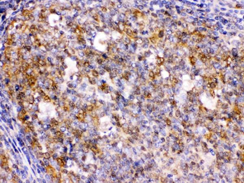 BCAR3 Antibody