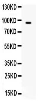 Anti-BCAR3 Antibody