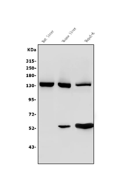 Anti-Ceruloplasmin/CP Antibody