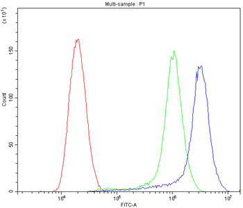 Cathepsin D/CTSD Antibody