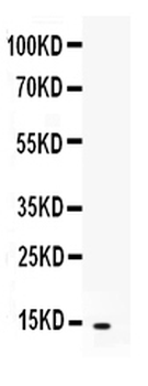 CXCL5 Antibody