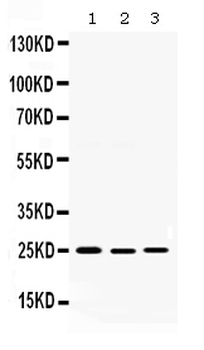 Anti-Smac/Diablo Antibody