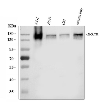 EGFR Antibody