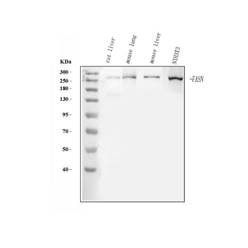 Anti-Fatty Acid Synthase/FASN Antibody