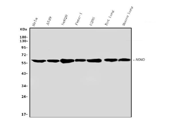 Anti-nmt55/p54nrb/NONO Antibody