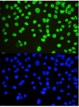 Anti-nmt55/p54nrb/NONO Antibody