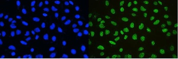 nmt55/p54nrb/NONO Antibody