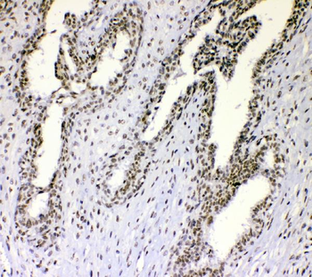 Anti-nmt55/p54nrb/NONO Antibody
