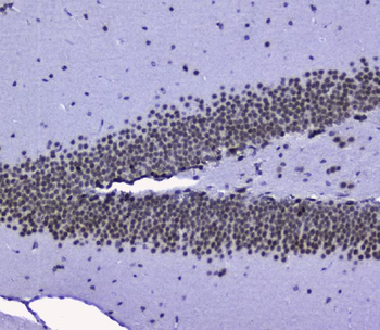 Anti-nmt55/p54nrb/NONO Antibody