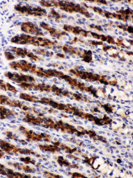 Anti-Nucleobindin 2/NUCB2 Antibody