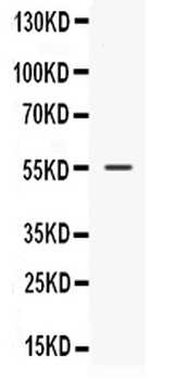 Anti-Nucleobindin 2/NUCB2 Antibody