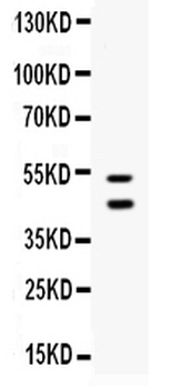 Anti-EPCR/CD201/PROCR Antibody