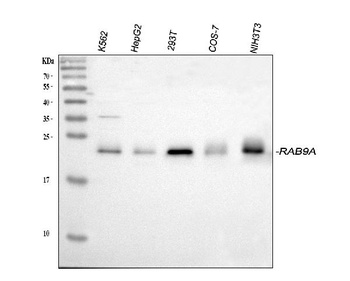 Rab9/RAB9A Antibody