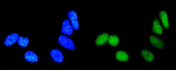 Anti-Rab9/RAB9A Antibody