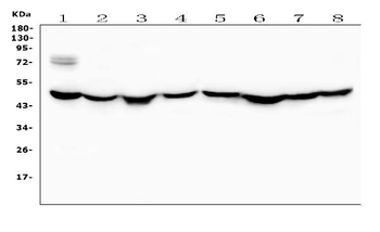 Anti-Ribonuclease Inhibitor/RNH1 Antibody