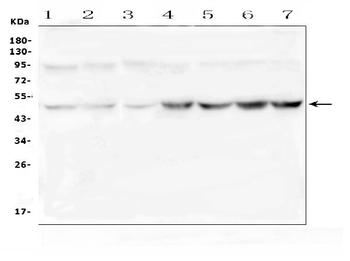 Anti-Ribonuclease Inhibitor/RNH1 Antibody