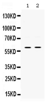 Anti-SKAP55/SKAP1 Antibody