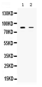 Anti-SMURF1 Antibody