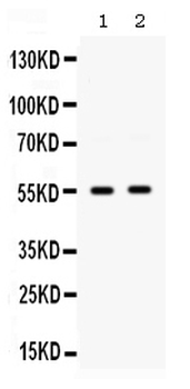 SMYD3 Antibody
