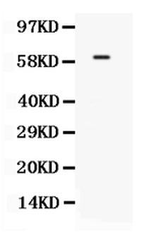 Anti-TCF7L1 Antibody