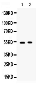 CD134/OX40/TNFRSF4 Antibody