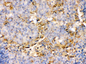 Anti-CD134/OX40/TNFRSF4 Antibody