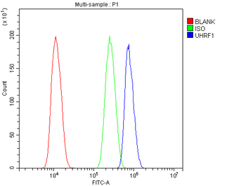 Anti-UHRF1 Antibody