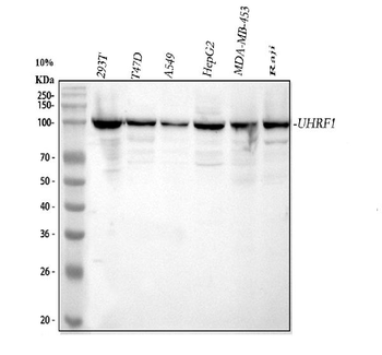 Anti-UHRF1 Antibody