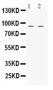 Anti-NIRF/UHRF2 Antibody