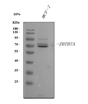 Anti-ZBTB7A Antibody
