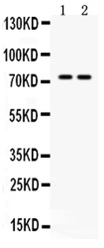 Anti-ZBTB7A Antibody