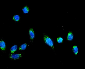 Anti-AFG3L2 Antibody