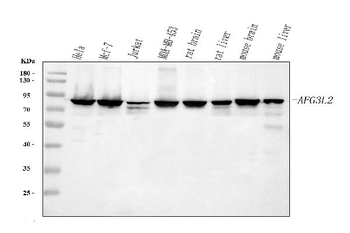 Anti-AFG3L2 Antibody