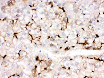 Anti-Apolipoprotein A I/APOA1 Antibody