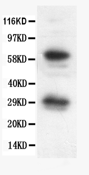Bcl-X/BCL2L1 Antibody