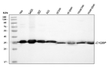 Anti-GC1q R/C1QBP Antibody