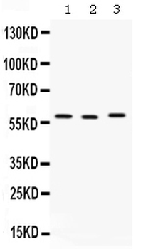 CAP1 Rabbit Polyclonal Antibody