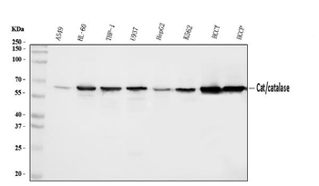 Anti-Catalase Antibody