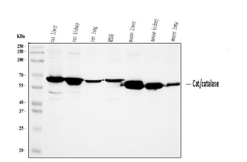 Anti-Catalase Antibody
