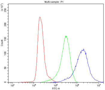 Anti-CCT3 Antibody