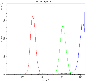 Anti-CCT3 Antibody