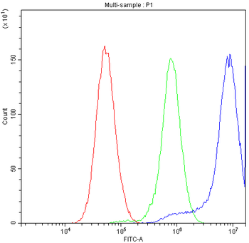 Anti-CCT3 Antibody