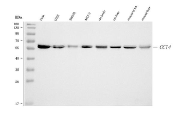 Anti-TCP1 delta/CCT4 Antibody