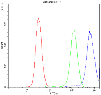 Anti-TCP1 delta/CCT4 Antibody