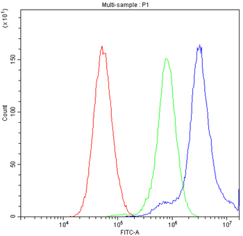 Anti-TCP1 delta/CCT4 Antibody