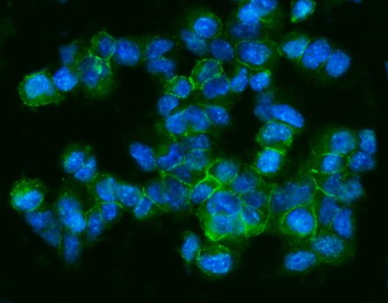 Anti-CD9 Antibody