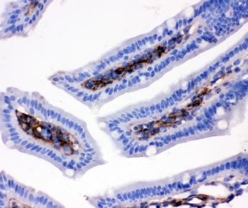 Anti-CD9 Antibody