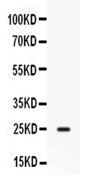 Anti-CD9 Antibody