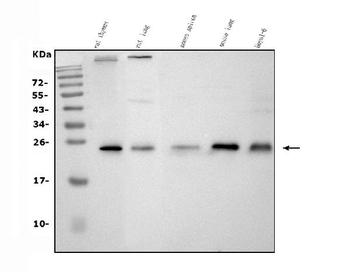 Anti-CD9 Antibody
