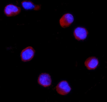 Anti-CD27 Antibody